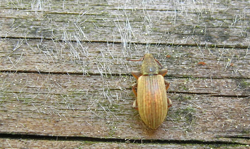 Polydrusus (Metallites) marginatus - Curculionidae