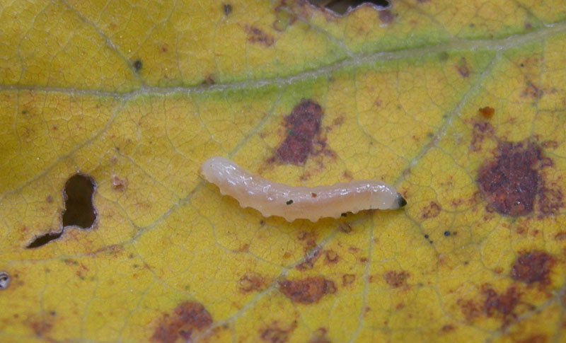 verme in un fungo..... (Mycetophilidae ?)