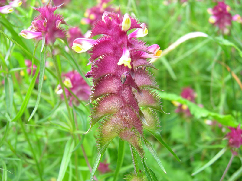 Melampyrum cristatum