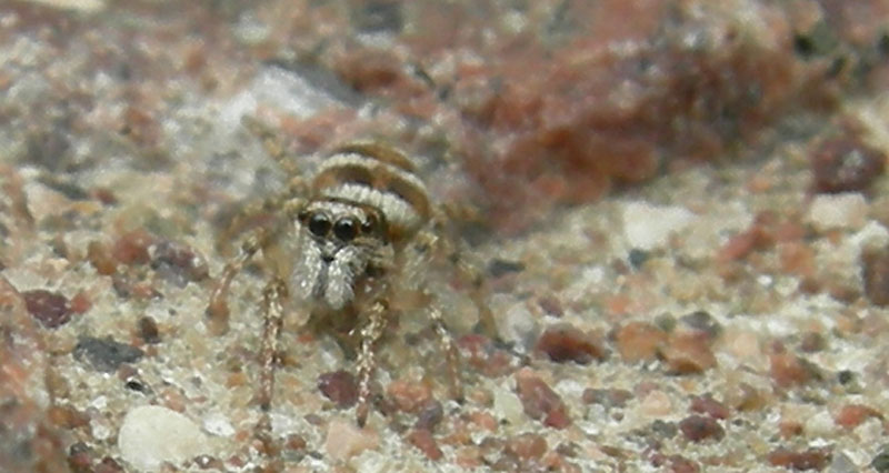 Salticidae.....