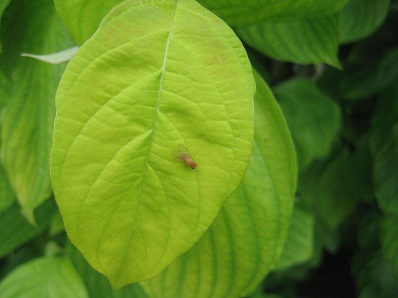 Minettia sp. (Lauxanidae)....dal Trentino