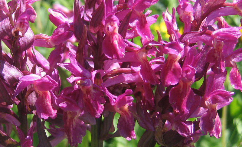 Dactylorhiza sambucina.... dalla Val di Ledro (TN)