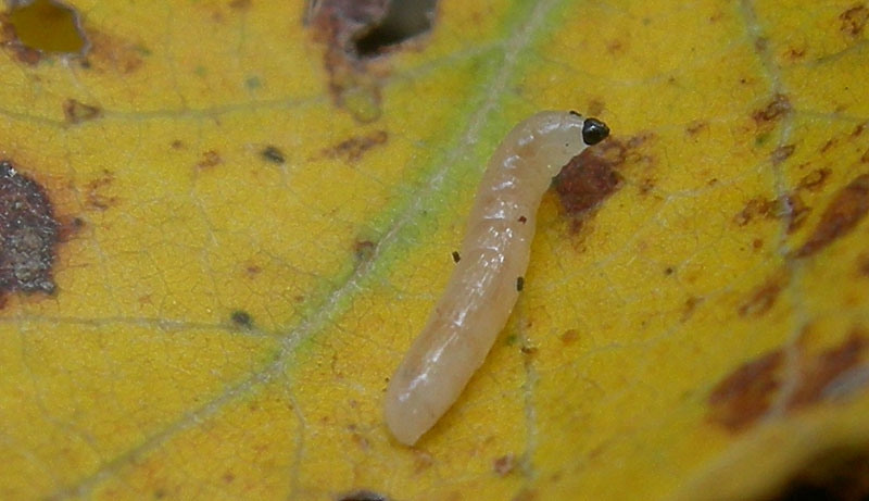 verme in un fungo..... (Mycetophilidae ?)