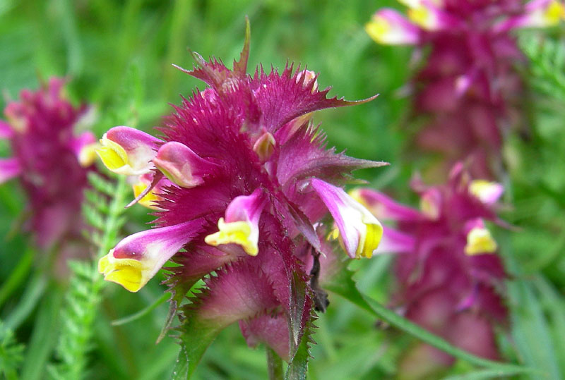 Melampyrum cristatum