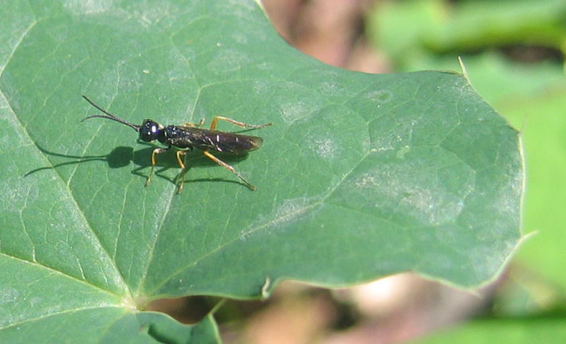 Tenthredinidae (?)