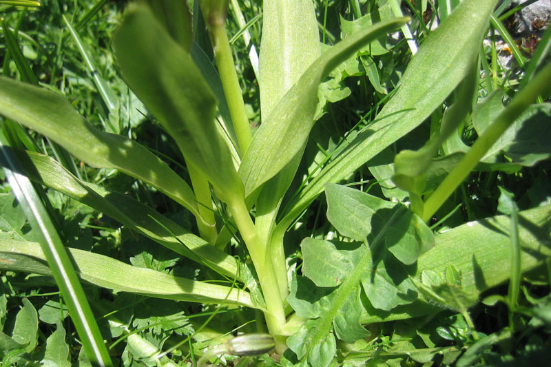 Dactylorhiza sambucina.... dalla Val di Ledro (TN)