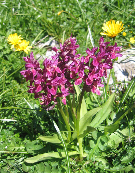 Dactylorhiza sambucina.... dalla Val di Ledro (TN)