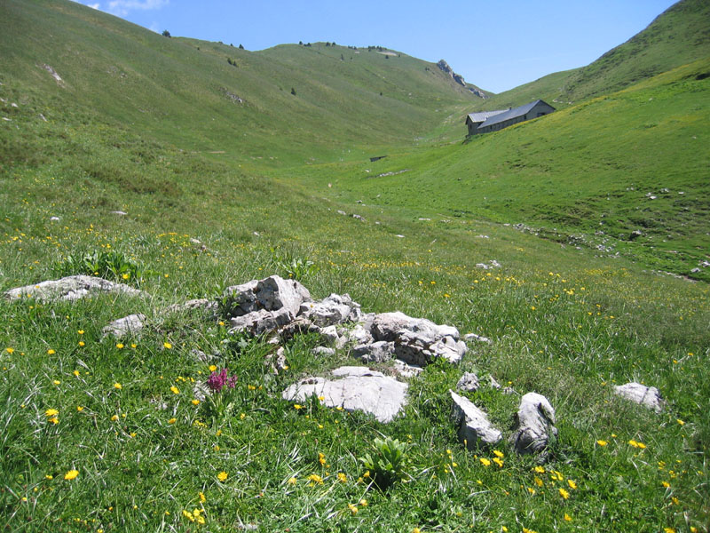 Dactylorhiza sambucina.... dalla Val di Ledro (TN)