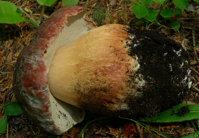 i primi Boletus....