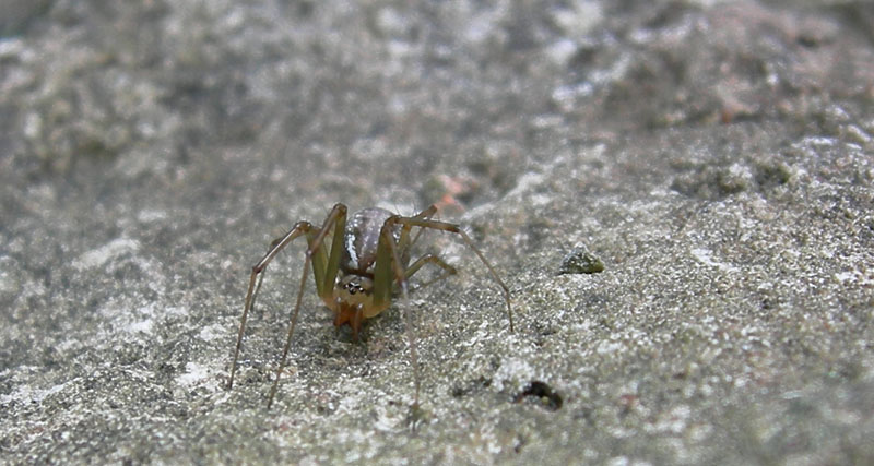 Linyphia