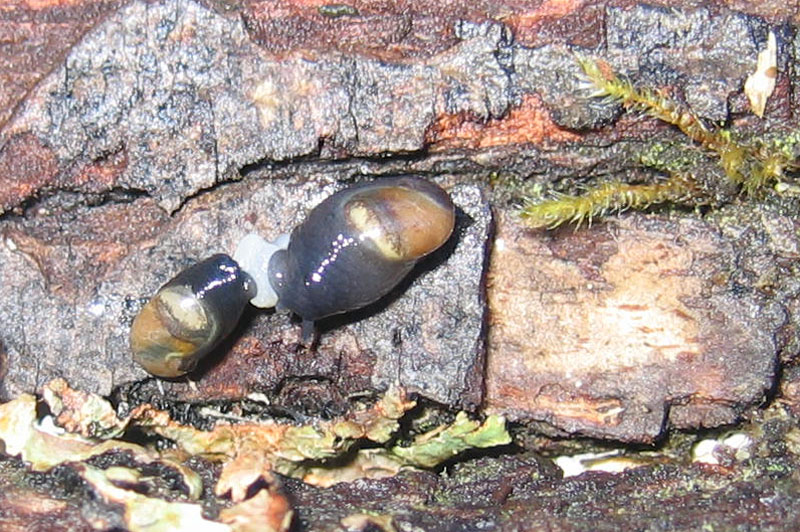 sar riuscito l''accoppiamento ?......Vitrinidae