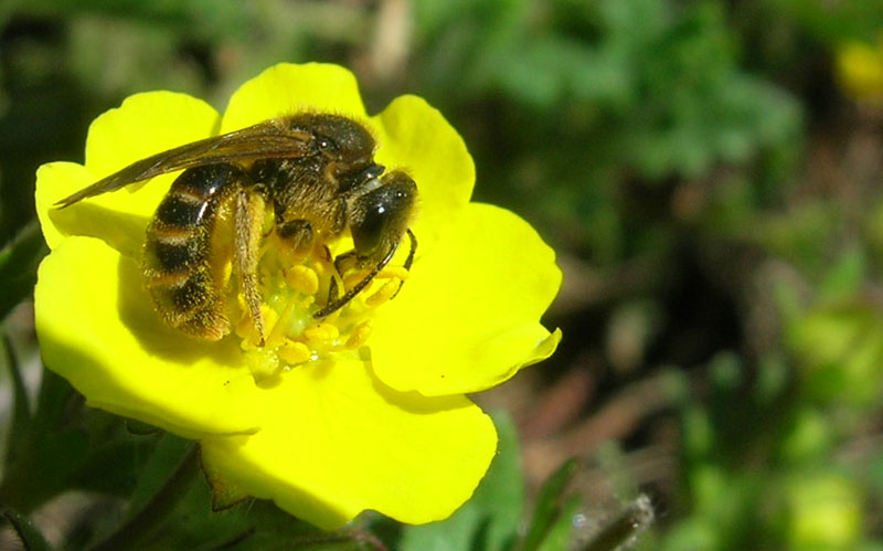purtroppo.....unica foto: Halictus sp.