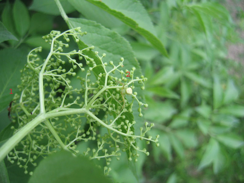 Thomisidae: Ebrechtella tricuspidata (TN)