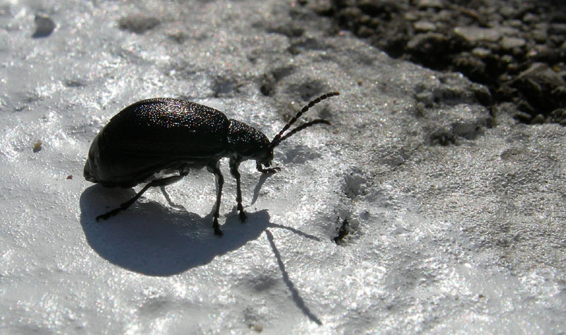 da determinare.....: Galeruca tanaceti, femmina (Chrysomelidae)