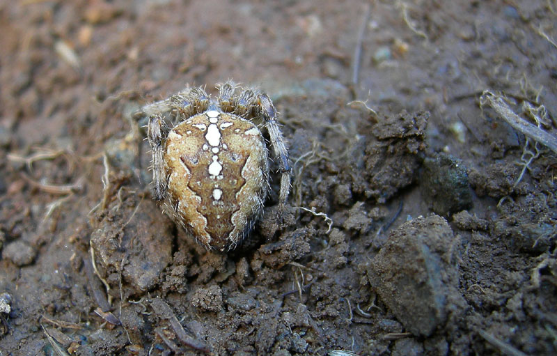 Araneus diadematus