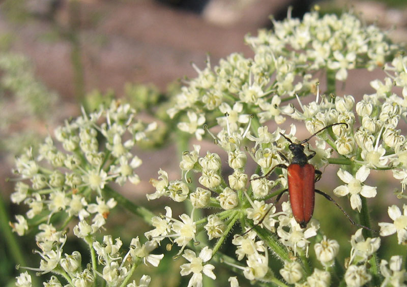 Anastrangalia sanguinolenta (Linnaeus, 1760)