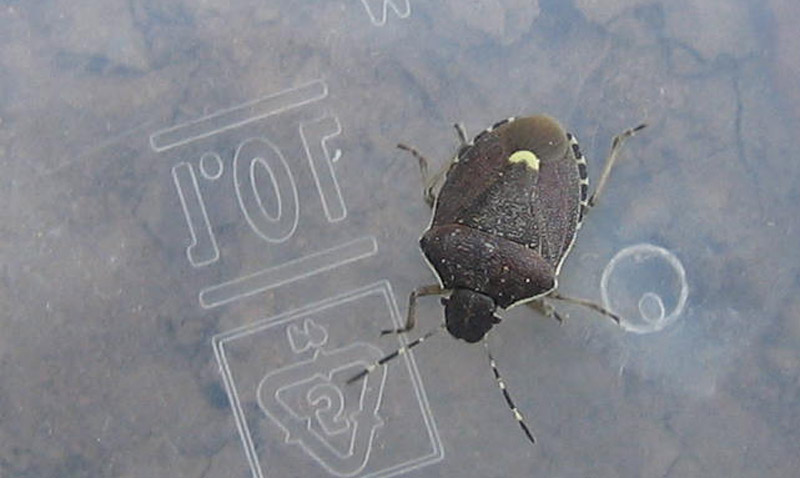 Pentatomidae; Holcostethus sphacelatus del Trentino