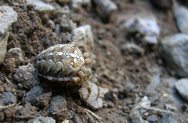 Araneus diadematus