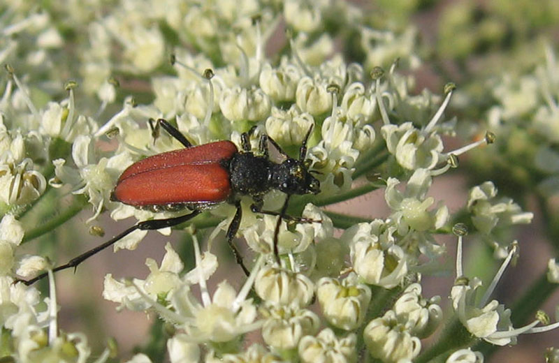 Anastrangalia sanguinolenta (Linnaeus, 1760)