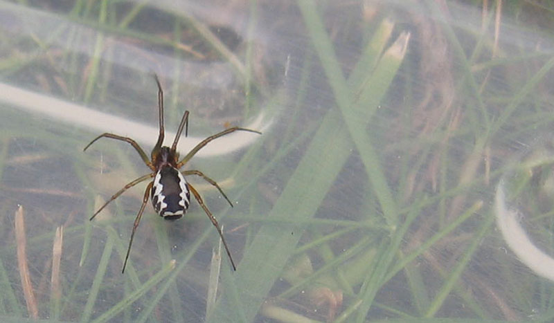 Frontinellina frutetorum