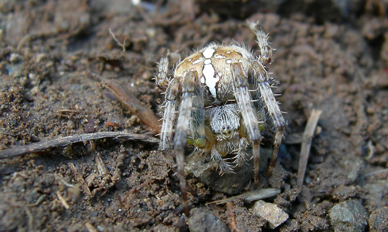 Araneus diadematus