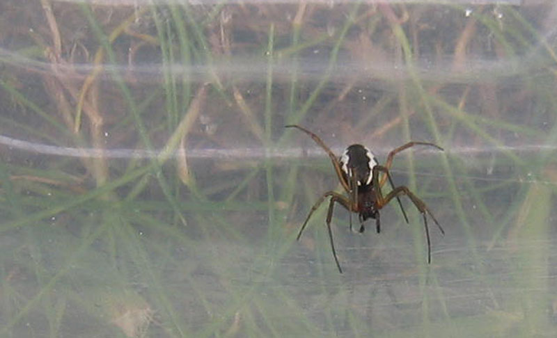Frontinellina frutetorum