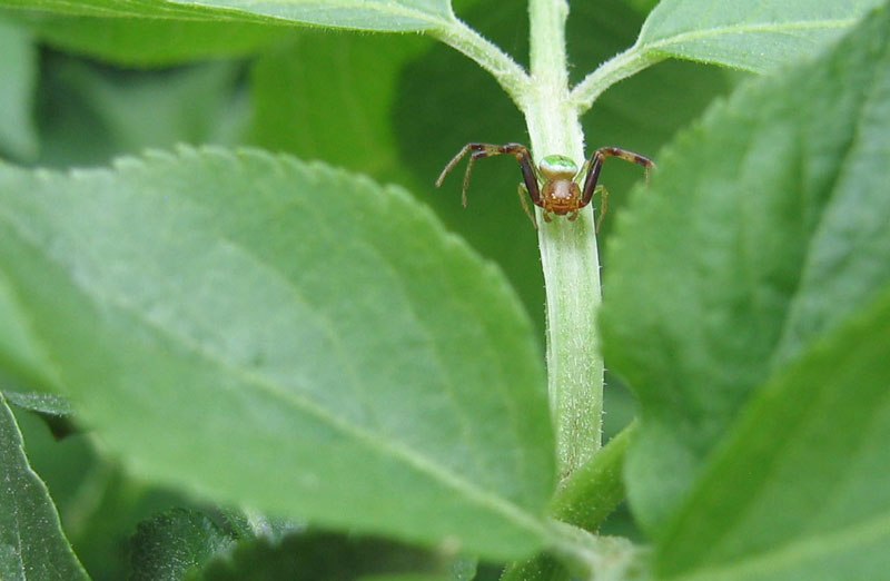 Thomisidae: Ebrechtella tricuspidata (TN)