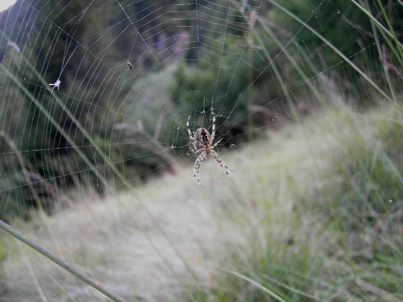 Araneus diadematus