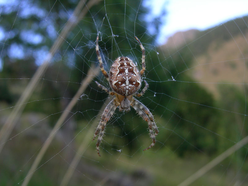 Araneus diadematus