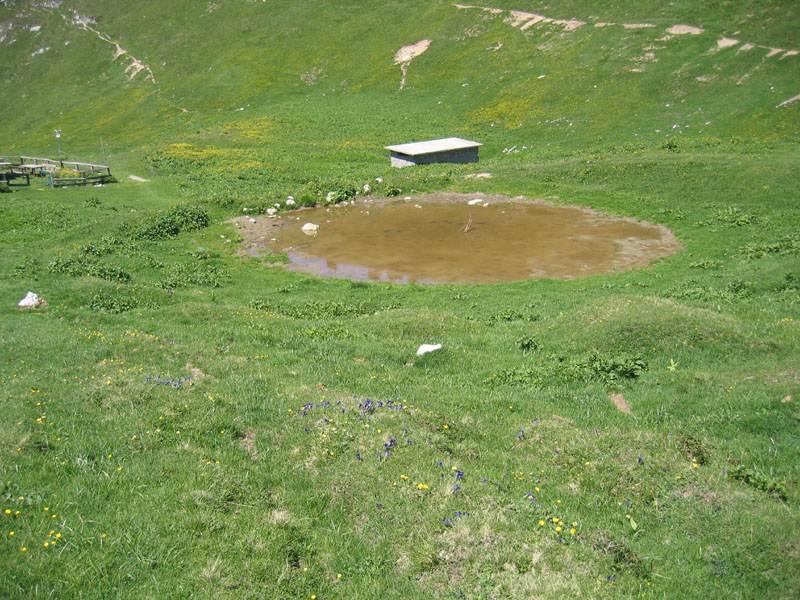piccoli di...........? girini di Rana temporaria