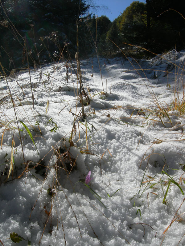 neve....sopra i 1350 m.