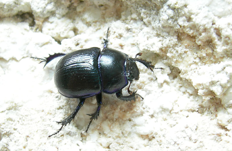 Anoplotrupes stercorosus trentino