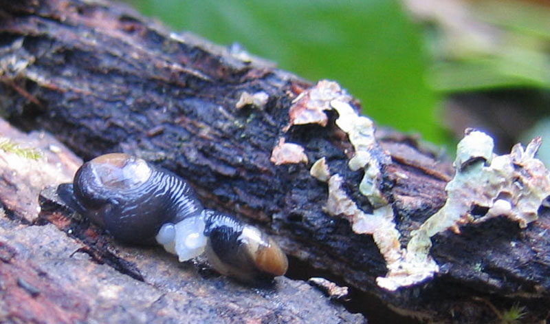 sar riuscito l''accoppiamento ?......Vitrinidae