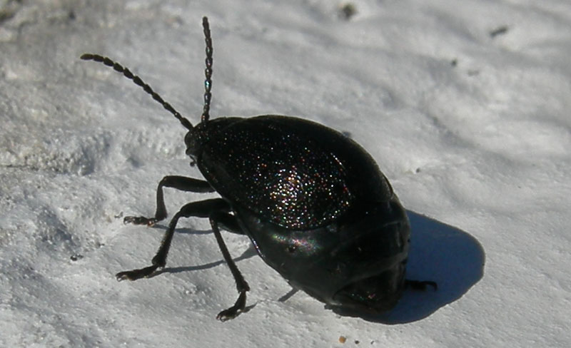 da determinare.....: Galeruca tanaceti, femmina (Chrysomelidae)