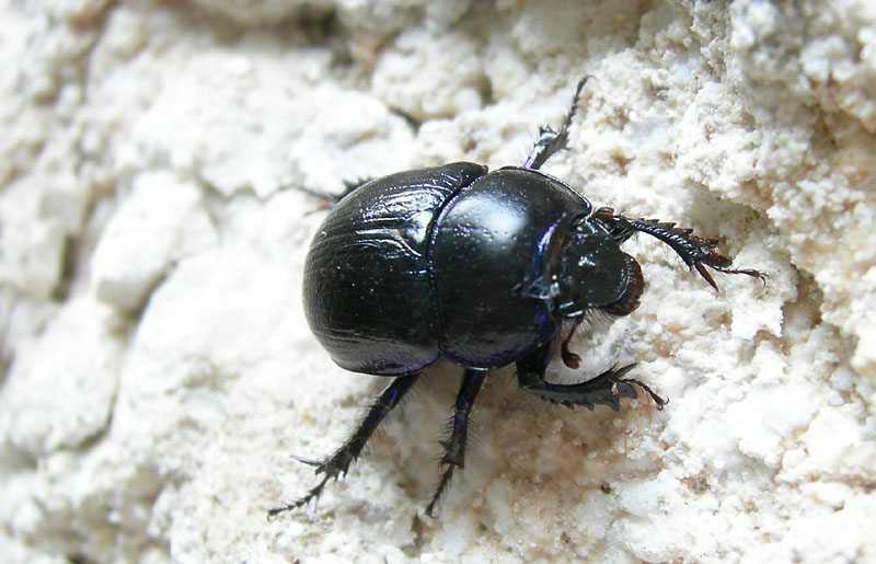 Anoplotrupes stercorosus trentino