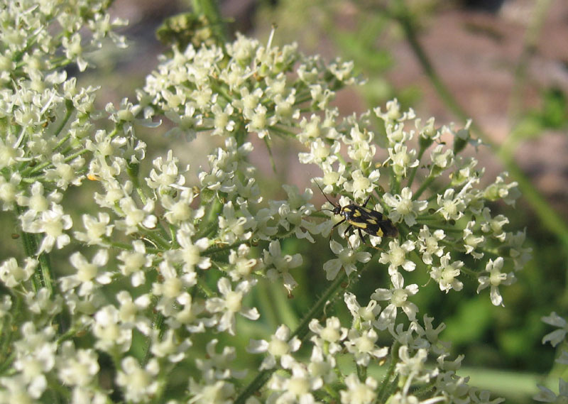 Miridae: Grypocoris sexguttatus del Trentino