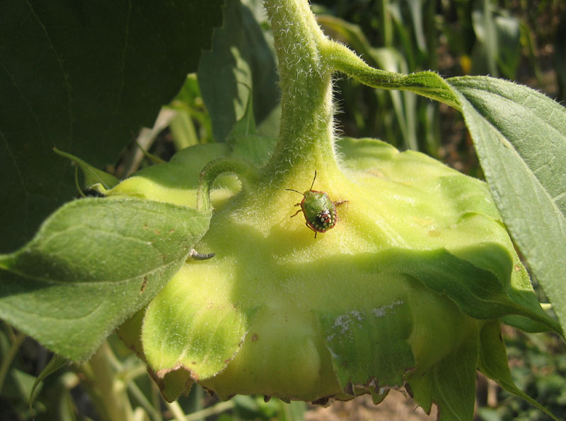 Pentatomidae: Nezara viridula su girasoli del Trentino