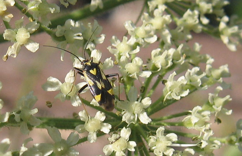 Miridae: Grypocoris sexguttatus del Trentino
