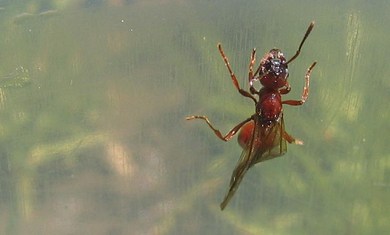 stava annegando in una pozza..... Manica rubida