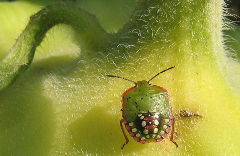 Pentatomidae: Nezara viridula su girasoli del Trentino