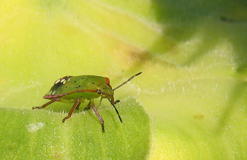Pentatomidae: Nezara viridula su girasoli del Trentino