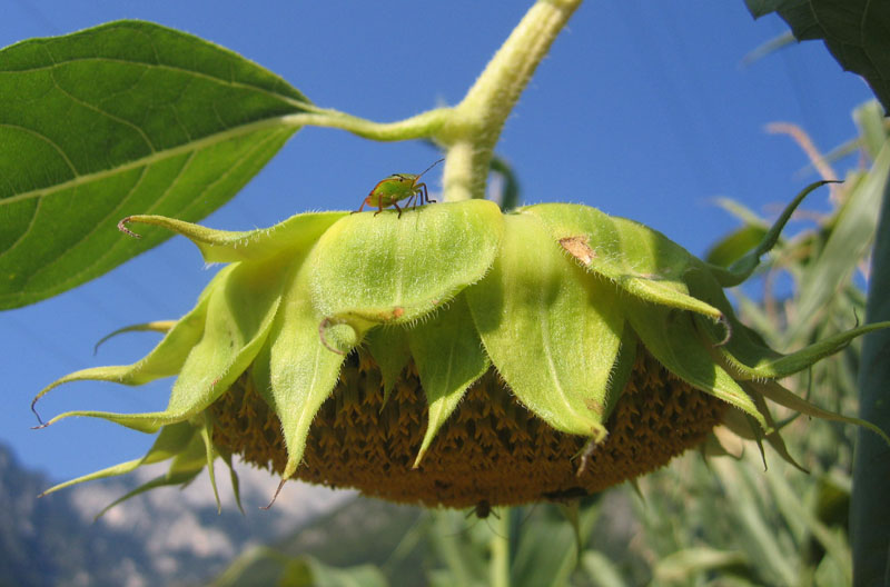 Pentatomidae: Nezara viridula su girasoli del Trentino