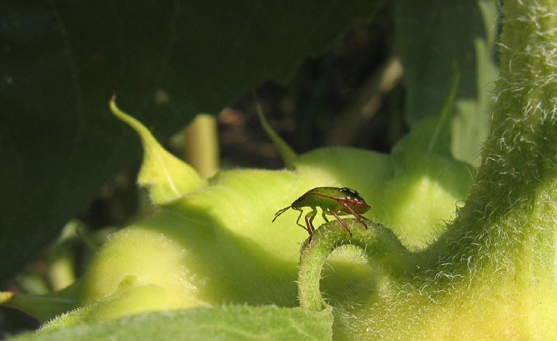 Pentatomidae: Nezara viridula su girasoli del Trentino