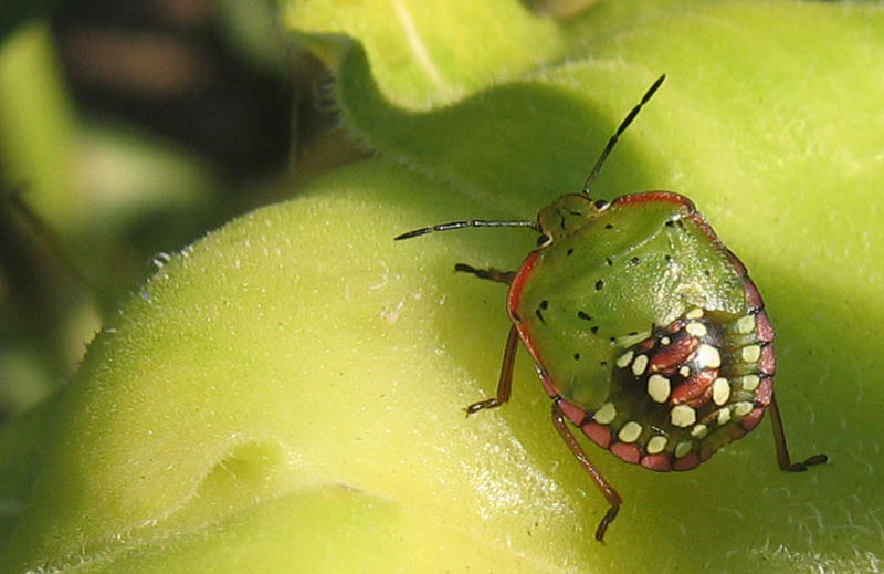 Pentatomidae: Nezara viridula su girasoli del Trentino