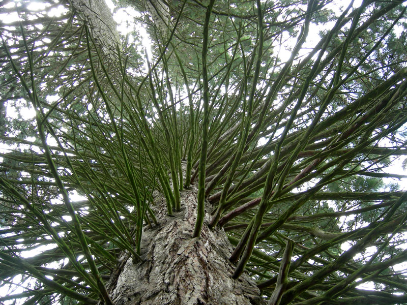 Alberi monumentali: 5 Sequoia (Favogna - BZ)