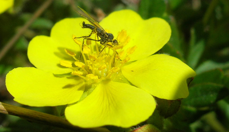 Empididae, Rhamphomyia sp.
