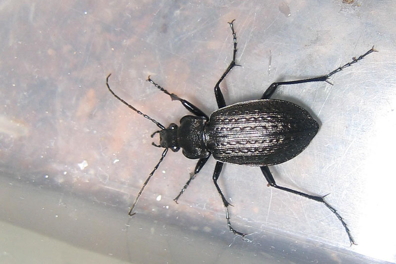 da determinare...... Carabus granulatus interstitialis