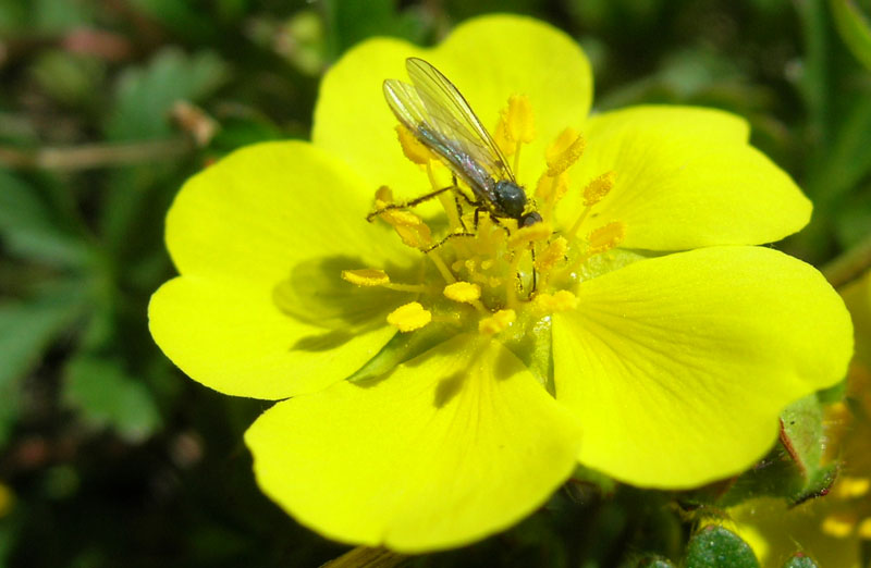 Empididae, Rhamphomyia sp.