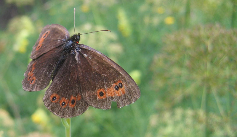 Erebia aethiops con acaro - Nymphalidae Satyrinae.......TN