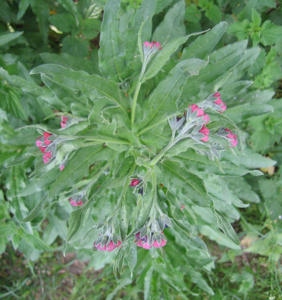 Cynoglossum sp
